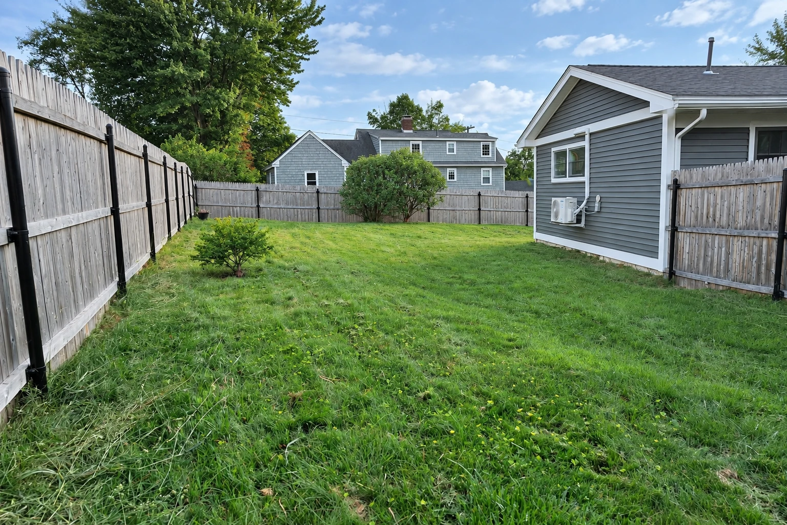 Natural lawn with varied grass growth in an ordinary fenced Maine backyard